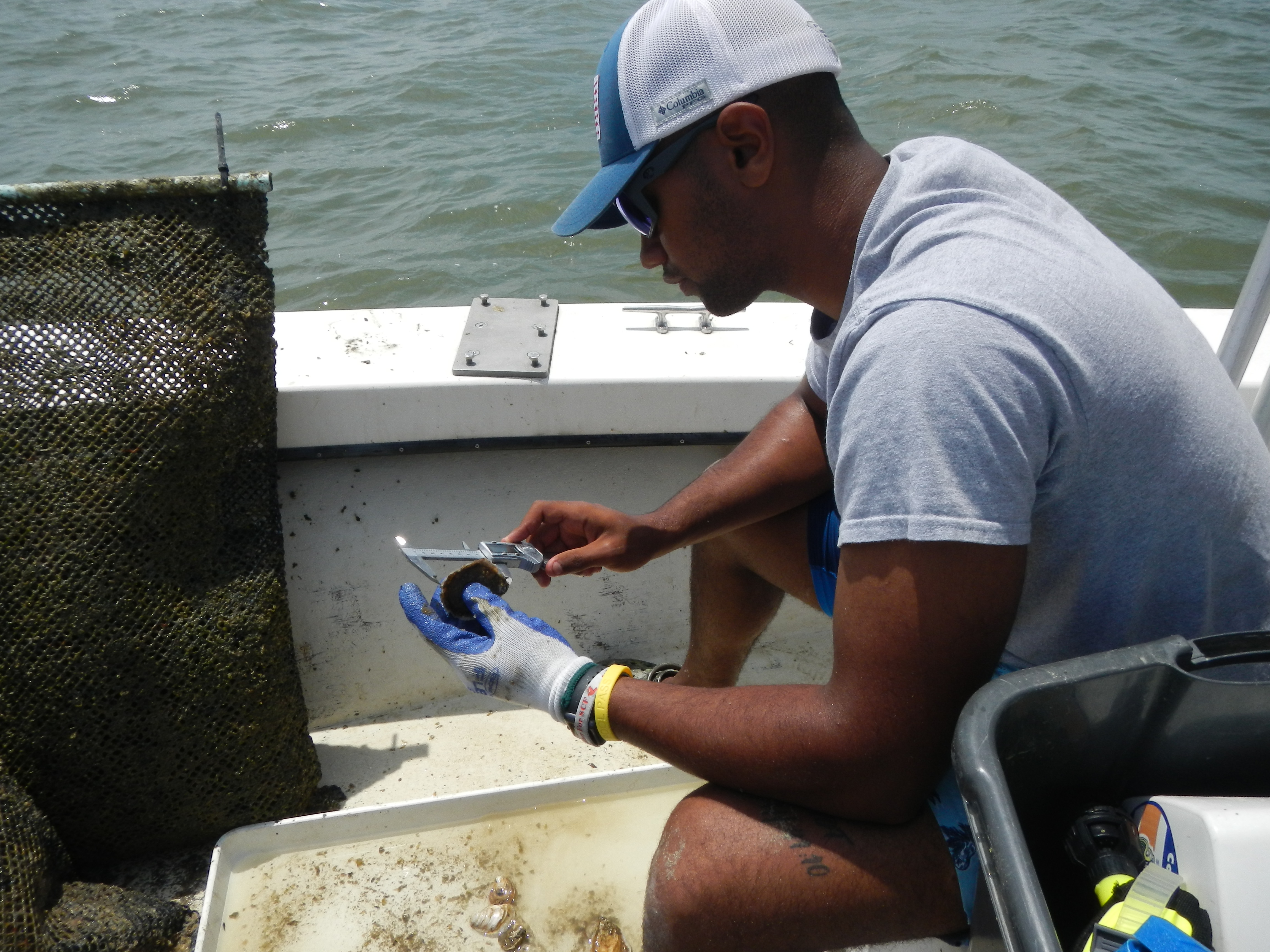 measuring oysters